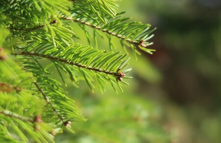 Pine treeの写真素材