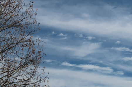 Branches and beautiful skyの写真素材