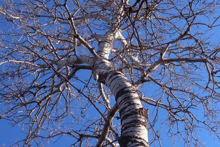 Birch treeの写真素材