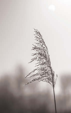 Japanese silver grassの写真素材
