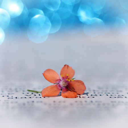 Book and flowerの写真素材