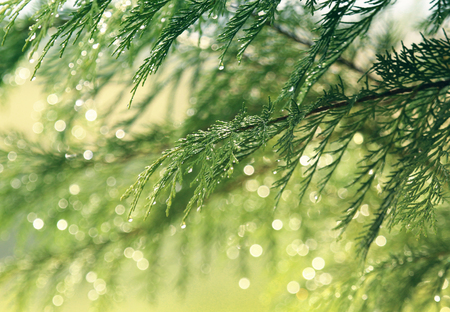 Spruce branchの写真素材