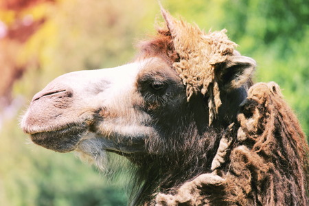 Camel profileの写真素材