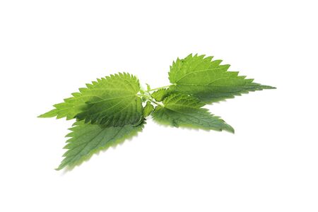Nettle isolated on white backgroundの写真素材