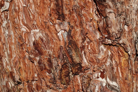Pine bark textureの写真素材