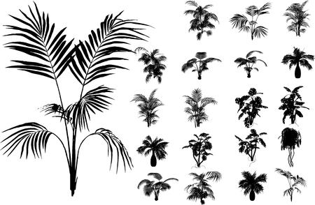 Bamboo and other tropical plantのイラスト素材