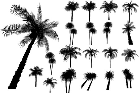 20 vector tropical palms and treesのイラスト素材