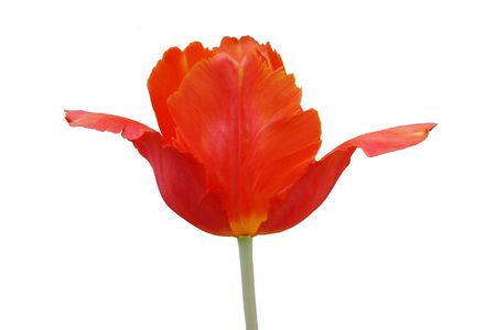 red tulip bud isolated on whiteの写真素材