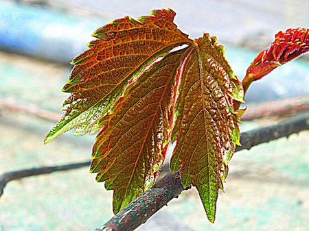 A Leaf showing veins