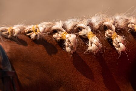Horse mane with edits - blue flowersの写真素材