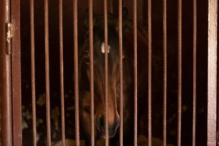 A horse with beautiful eyes stares off into the distance. Could be a sad lonely horse.の写真素材