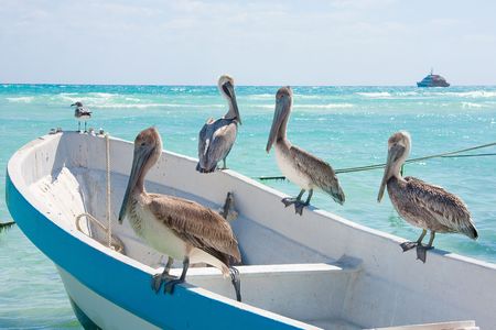Pelicans sunning themselves in the Mexican sun near Playa Del Carmen.の写真素材