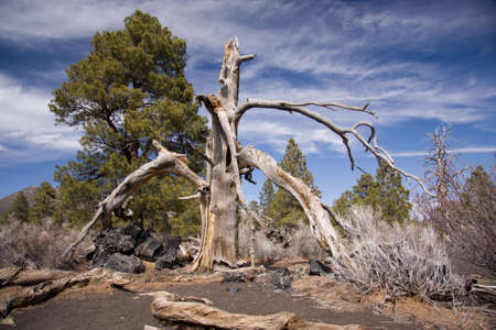 Sunset Crater Volcano was born in a series of eruptions sometime between 1040 and 1100.
