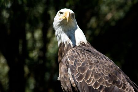 Bald eagle posing in the sun.