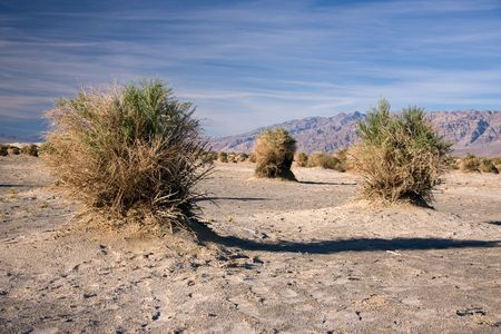 The Devil's Cornfield is located in Death Valley, California.  These plants grow in the harsh heat...