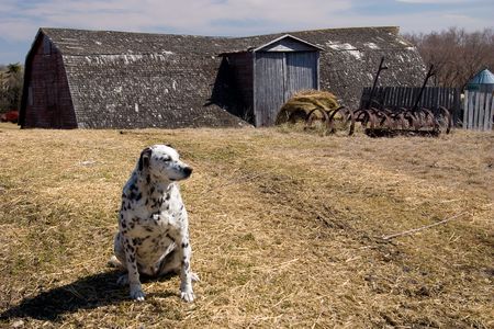 Black and white Dalmation dog guarding the farm yard.の写真素材