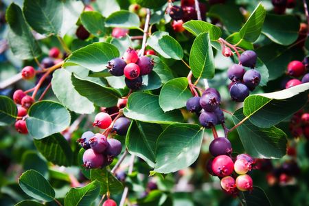 Saskatoon Berry plant and fruitの写真素材