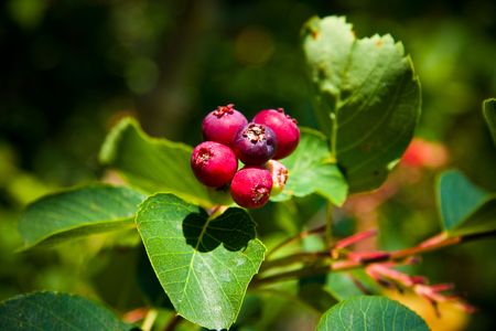 Saskatoon Berry ripens in June and July and has a taste similar to blueberry, is also often made into several types of foodstuffs, including pies, jams, wines and beers.の写真素材
