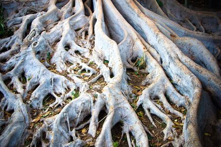 The tangled roots of a Ficus macrophylla, known as the Moreton Bay Fig, that is a large evergreen...