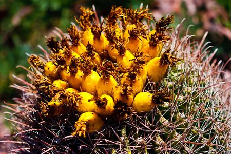 Fruit atop a fishhook barrel cactus. The people of the Sonoran desert use the fruit for candy  and jelly.の写真素材