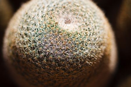 Mammillaria plants have extremely variable spination from species to species, and attractive flowers, making them specifically attractive for cactus hobbyists.の写真素材