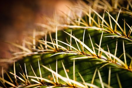 Details of the Golden Barrel Cactus, Golden Ball or, amusingly, Mother-in-Law's Cushion (Echinocactus grusonii) is a well known species of cactus native to central Mexico.の写真素材
