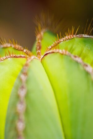 Close up of the candelabra cactus which is endemic to the Baja California peninsula of Mexico.の写真素材