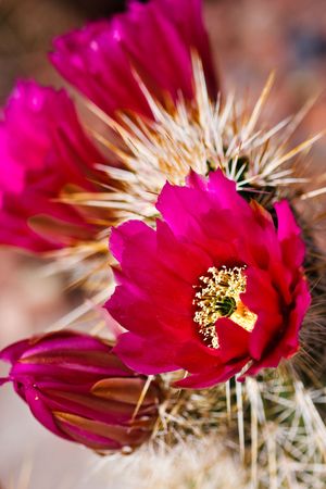 Englemann's Hedgehog cactus is one of the most common hedgehog cacti found in the southwestern deserts. Its purple to magenta flowers and four well-armed central spines help to identify it.の写真素材