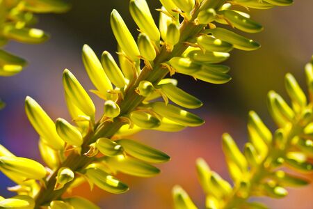 Aloe vera, also known as the medicinal aloe, is a species of succulent plant that grows in arid climatesの写真素材
