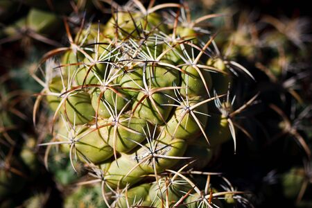 Spikes, thorns and pricks of a small desert cactus.の写真素材