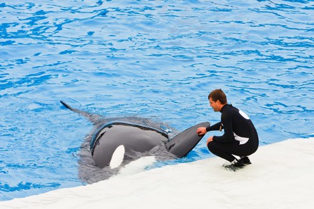 SAN DIEGO - JULY 9: Shamu and other killer whales are featured in the inspirational show of tricks called Believe. July 9, 2010 in San Diego Californiaのeditorial素材