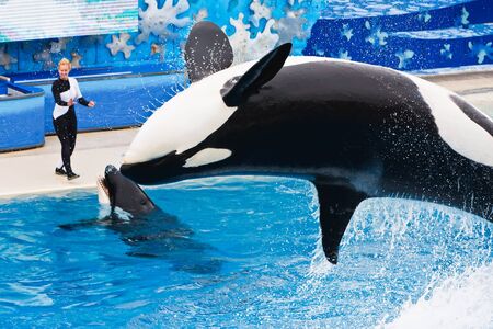 SAN DIEGO - JULY 9: Shamu and other killer whales performing in the inspirational show of tricks called Believe. July 9, 2010 in San Diego Californiaのeditorial素材