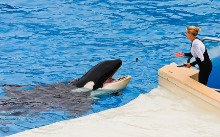 SAN DIEGO - JULY 9: Shamu and other killer whales are featured in the inspirational show of tricks called Believe. July 9, 2010 in San Diego Californiaのeditorial素材