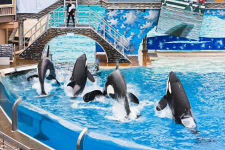 SAN DIEGO - JULY 9: Shamu and other killer whales are featured in the inspirational show of tricks called Believe. July 9, 2010 in San Diego Californiaのeditorial素材