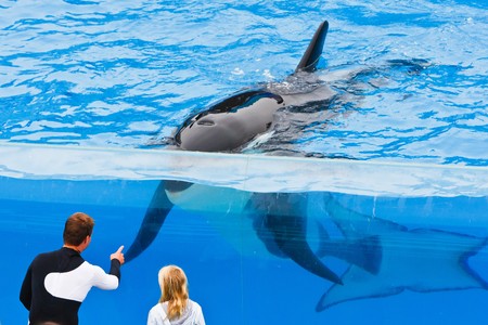 SAN DIEGO - JULY 9: Shamu meeting a young child at the inspirational show called Believe. July 9, 2010 in San Diego Californiaのeditorial素材