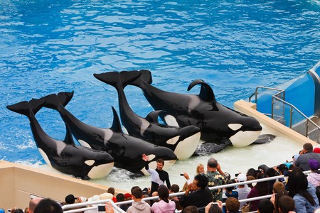 SAN DIEGO - JULY 9: Shamu and other killer whales during the finale of the inspirational show called Believe. July 9, 2010 in San Diego Californiaのeditorial素材