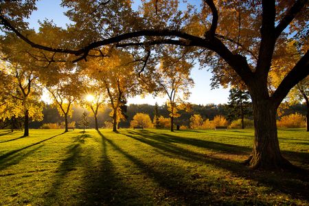 Beautiful fall colors as the sunlight shines through the trees of the parkの写真素材