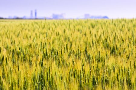 Green wheat field in early summerの写真素材