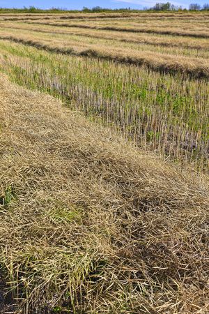 Harvest time in fall on the prairie landscapeの写真素材