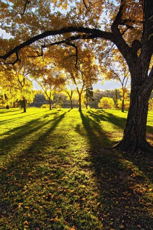Beautiful fall colors as the sunlight shines through the trees of the parkの写真素材