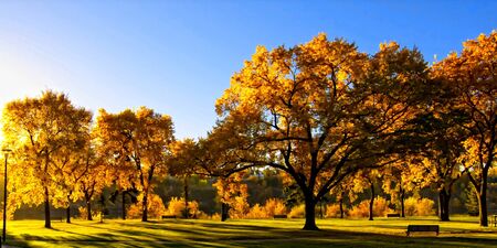 Sidewalk path under the splender of the autumn colors in the trees aboveの写真素材
