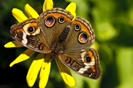 The Buckeye is a butterfly with a bold pattern of eyespots and white bards on the upper wing surfaceの写真素材
