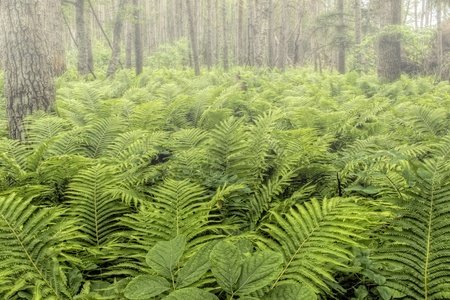 Fern plants cover the ground of the natural forestの写真素材