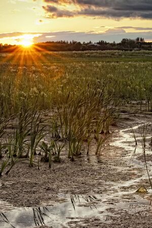 Golden yellow and orange sunset over a swampの写真素材
