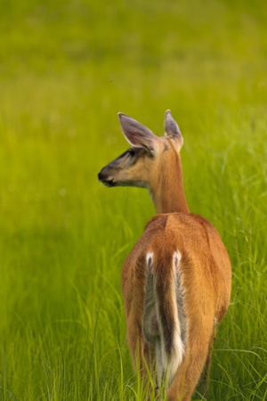 Young white tailed deer in the tall green grassの写真素材