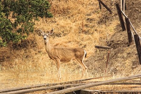 Deer standing in a field of yellow grassの写真素材