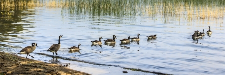 Canada Geese going out for a swim on the lakeの写真素材