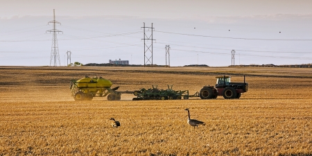 Ducks in the field as a farmer starts seeding his crop in springの写真素材