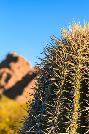The sonoran desert landscape of the cactus and sandstone buttes at Papago Park in Phoenix, Arizona.の写真素材