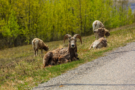 A ram is laying down on the grass next to a road. There are other rams in the background